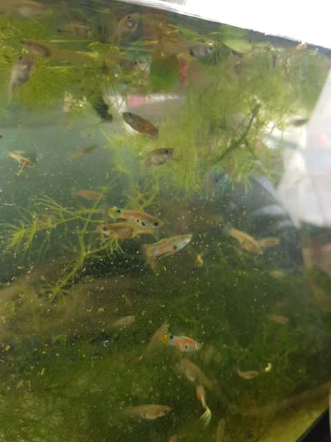 Pond Guppies Feeder Fish Guppy Fish Gumtree Australia