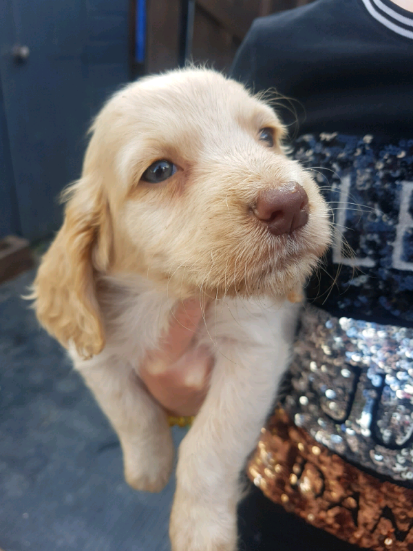 Cocker spaniel puppies for sale in Conwy Gumtree