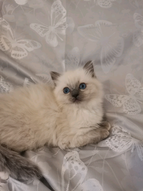 Ragdoll Girl kitten | in Mayfield, Midlothian | Gumtree