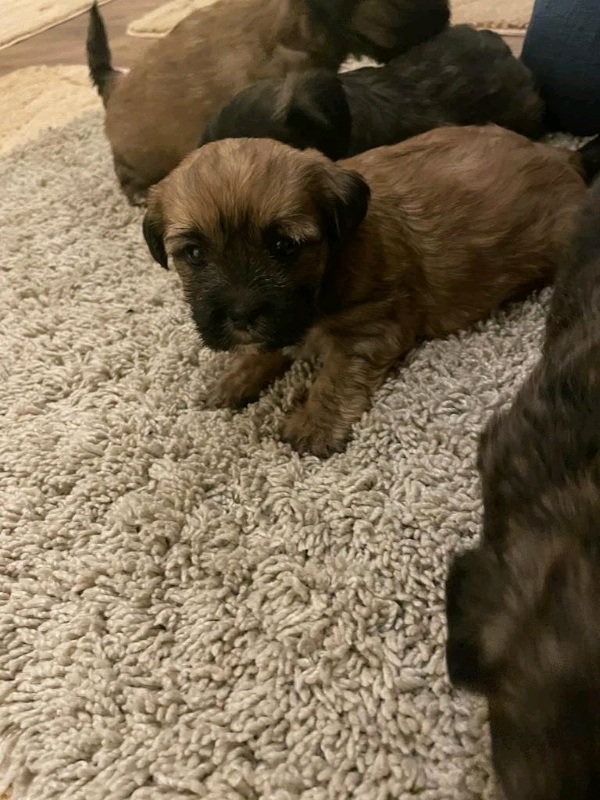 Jack tzu Puppies for sale in Aberdeen Gumtree