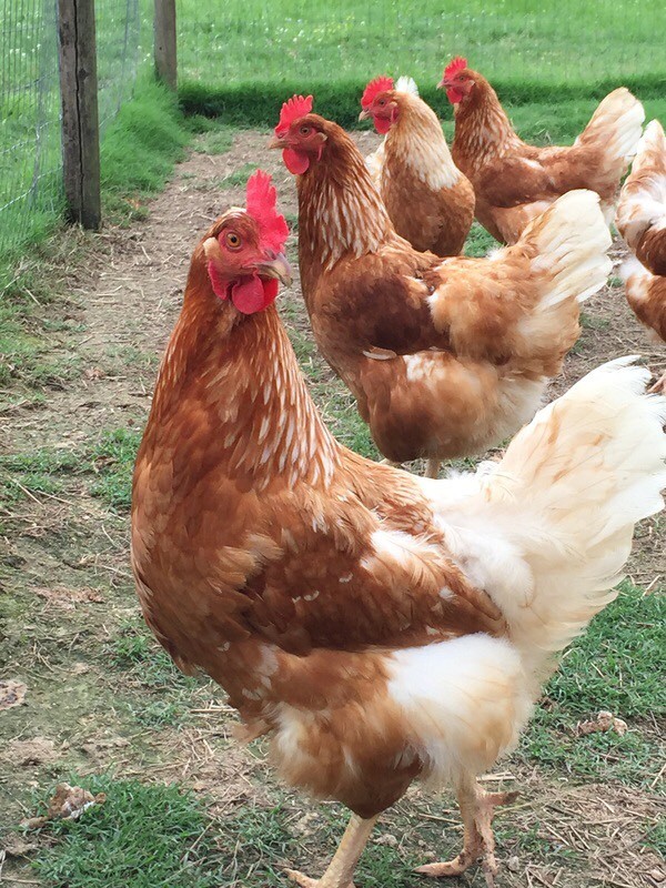 Cinnamon Queen hybrids point of lay hens in Mexborough, South