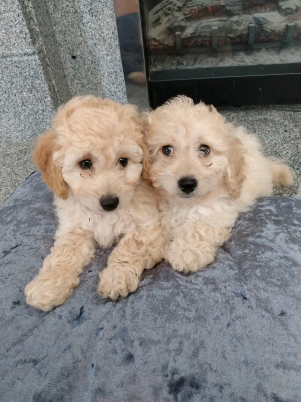 Dog And Puppies In North Lanarkshire Dogs Puppies For Sale Gumtree