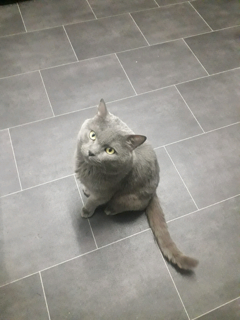 Blue Short Haired Persian Cat For Sale In Northolt London Gumtree