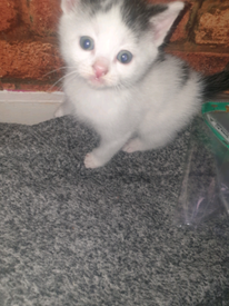 Pets for Sale - Gumtree