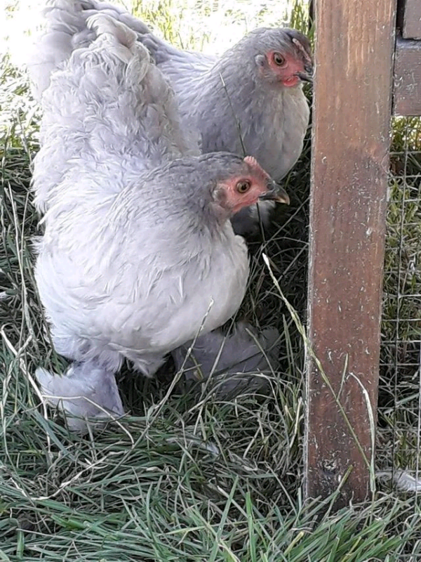 Pure bred bantams for sale (hens chickens poultry) in Portadown