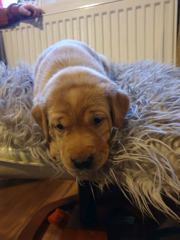 5 week old labrador pups in Spalding, Lincolnshire Gumtree