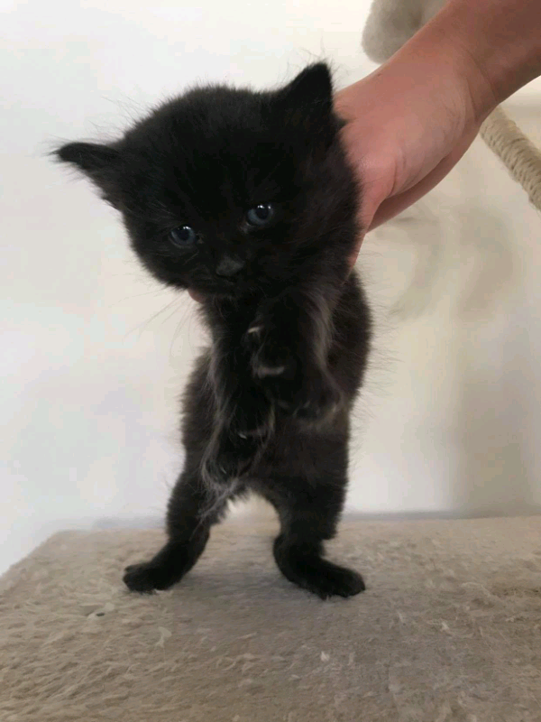 Maine Coon x Chinchilla persian kittens in Woking, Surrey Gumtree