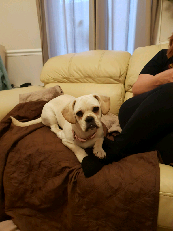 Pugalier Needs New Home In Blackburn Lancashire Gumtree