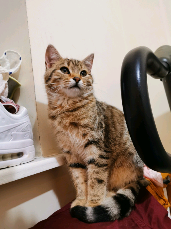 Stunning 4 months old kitten | in Harrow, London | Gumtree