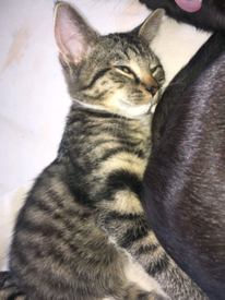 Kittens in Kent | Cats & Kittens for Sale - Gumtree