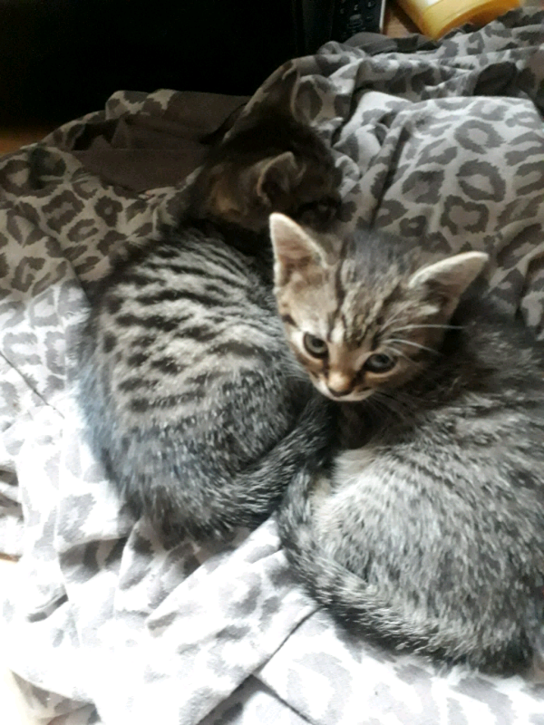 Kittens For Sale In Newcastle Under Lyme Staffordshire Gumtree
