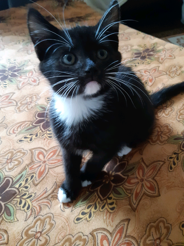 5 Kittens for sale | in Glasgow City Centre, Glasgow | Gumtree