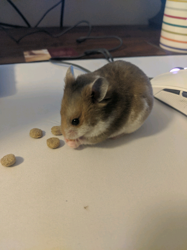 Baby Syrian Hamster in Poole, Dorset Gumtree