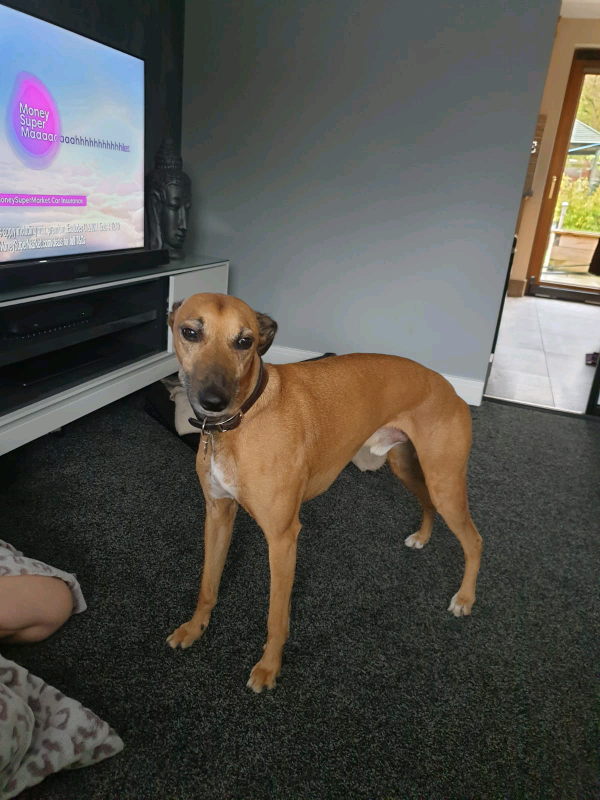 Bedlington x Whippet pups in Barnsley, South Yorkshire Gumtree