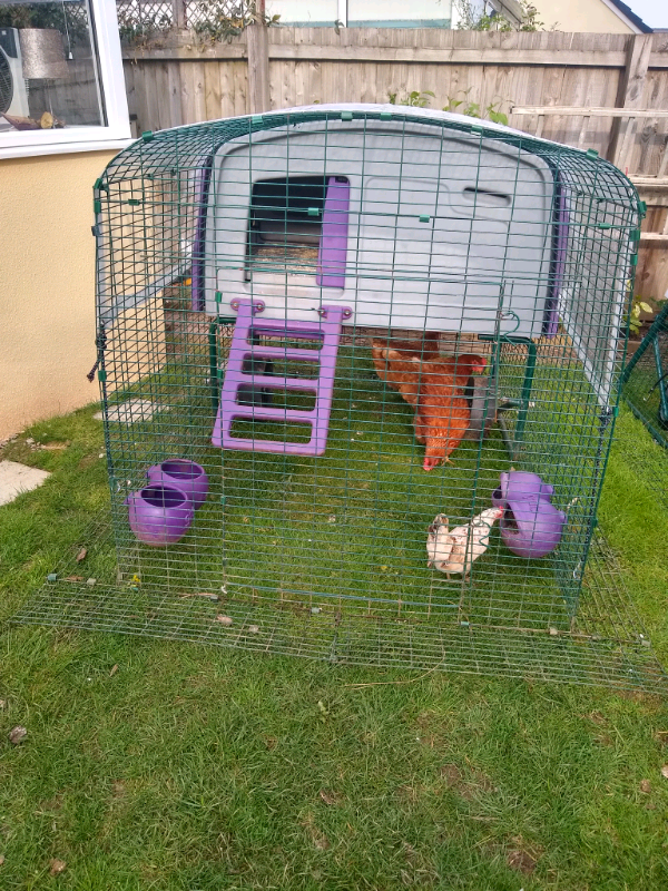 Omlet Eglu Cube mk1 in Cwmbran Torfaen Gumtree 