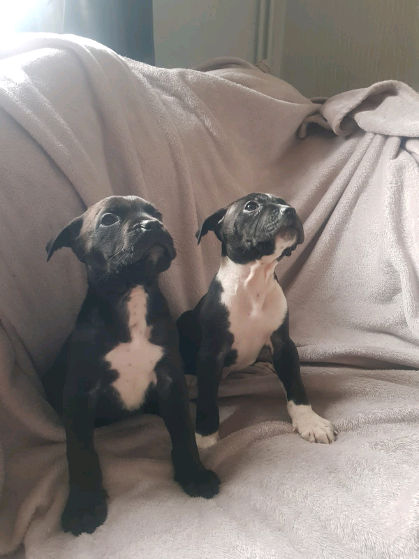 Xl bully cane corsos in Partington, Manchester Gumtree