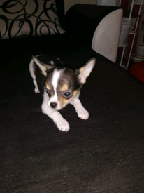 Chihuahua Dogs Puppies For Sale Gumtree