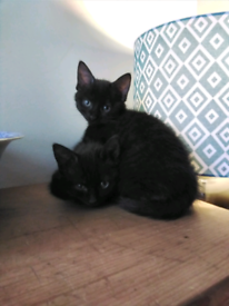 2 black kittens