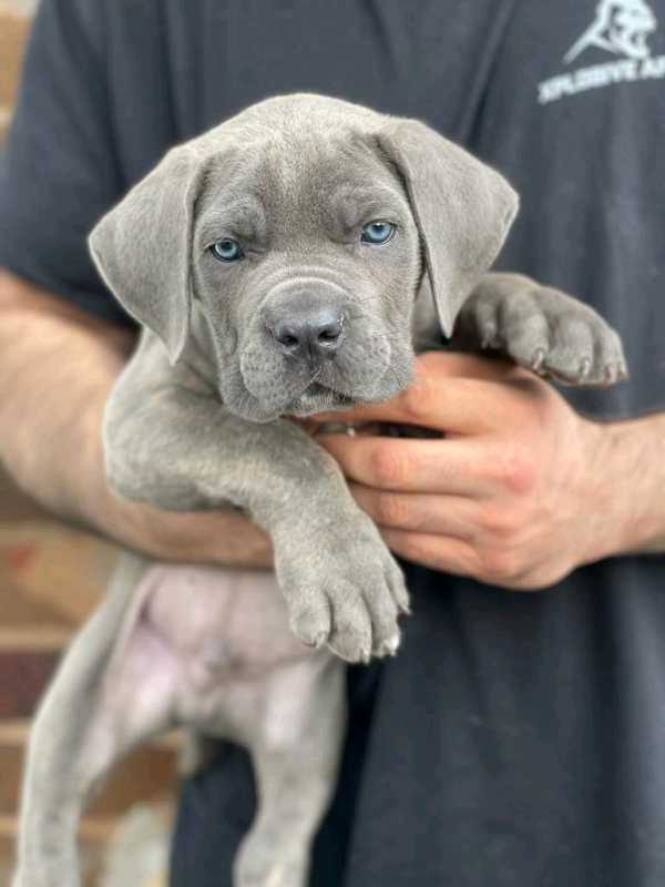 Champion bloodline cane corso pupies in Sandwell, West Midlands Gumtree