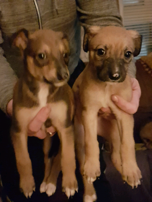 Lurcher pups in Ayr, South Ayrshire Gumtree