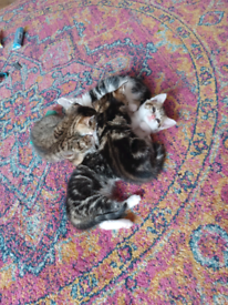 Cats For Sale In Swansea Gumtree