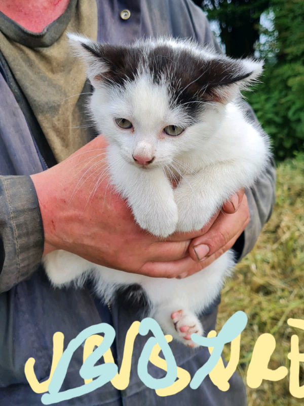 Kittens for sale in Cambridge, Cambridgeshire Gumtree