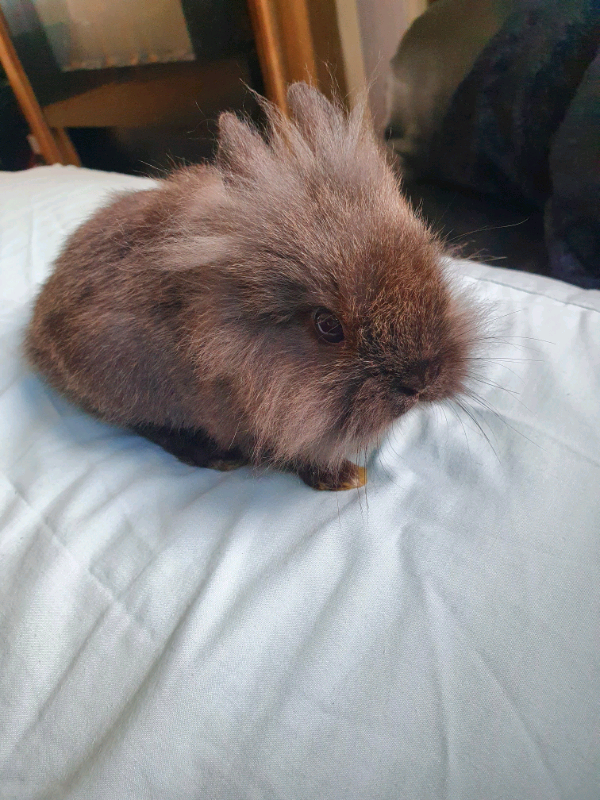 Baby rabbits for sale Netherland dwarf/ lionhead mix in Wakefield