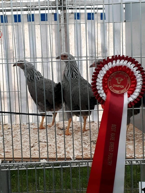Pure bred bantams for sale hens chickens poultry in Portadown, County