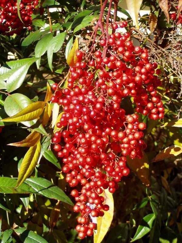 10 Domestic Nandina Plants, 6-9