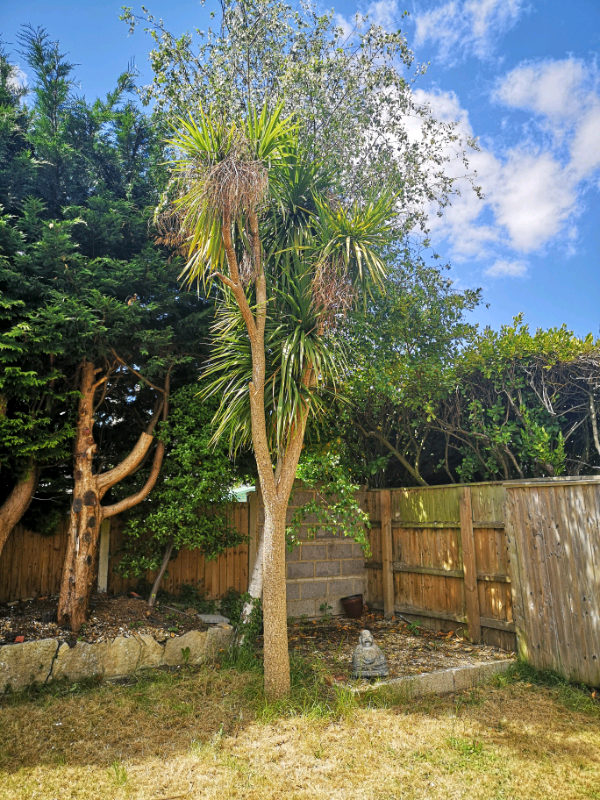 Palm Tree in Bournemouth, Dorset Gumtree