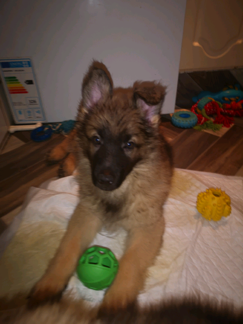 German Shepherd Puppies In Durham County Durham Gumtree