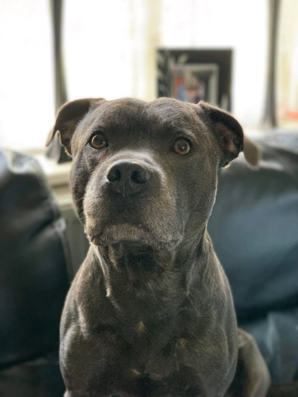 9 boxer x staffy Pups for sale in Newton Abbot, Devon Gumtree