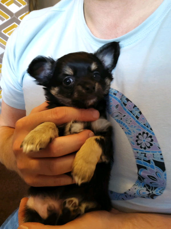 CHIHUAHUA PUPS FOR SALE in Prestwich, Manchester Gumtree