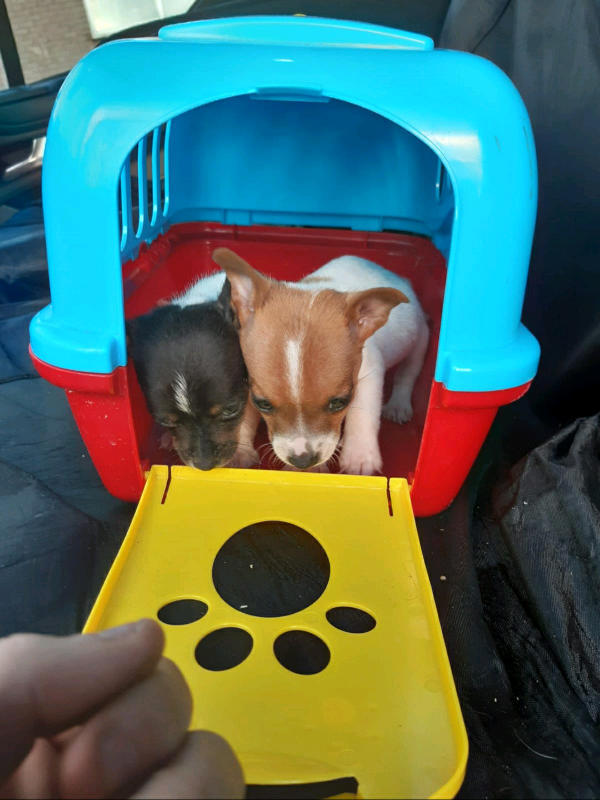 Jack Russell puppies in Falls Road, Belfast Gumtree