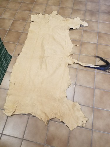 African Gemsbok Hide Tail Orix Taxidermy European Mount Tanned Furs Crafts Decor