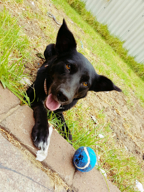 Border collie x kelpie | Dogs & Puppies | Gumtree ...