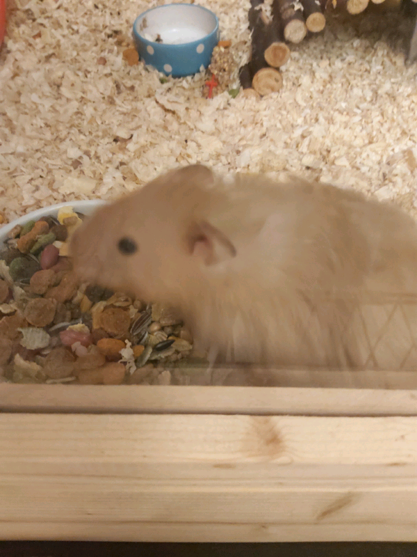 Syrian Hamster Long Haired And Large Enclosure For Sale In