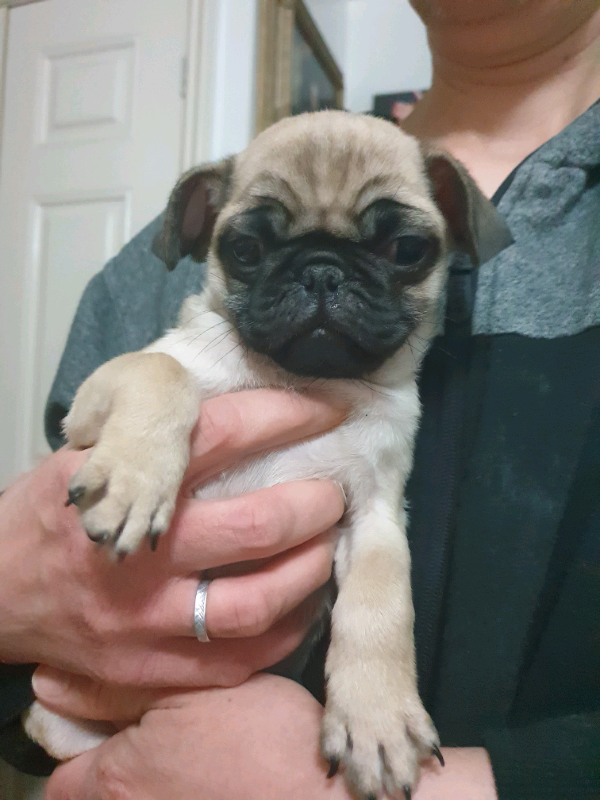 Male Pugs for Sale in Middlesbrough, North Yorkshire Gumtree
