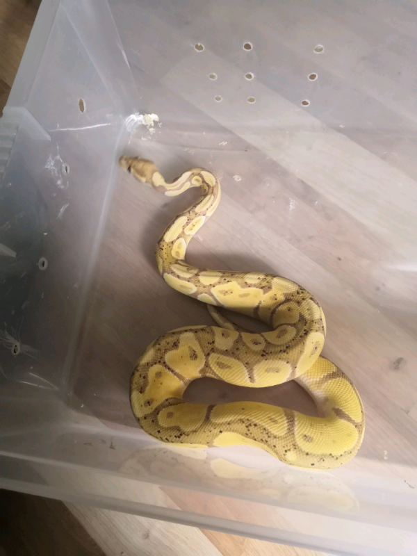 Royal pythons | in Greenock, Inverclyde | Gumtree