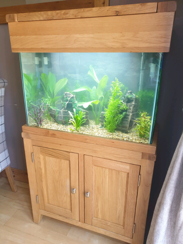 Aqua oak fish tank complete setup in Bridgwater, Somerset Gumtree