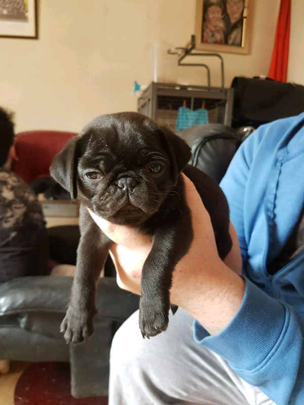 Male pug puppy in Wivenhoe, Essex Gumtree