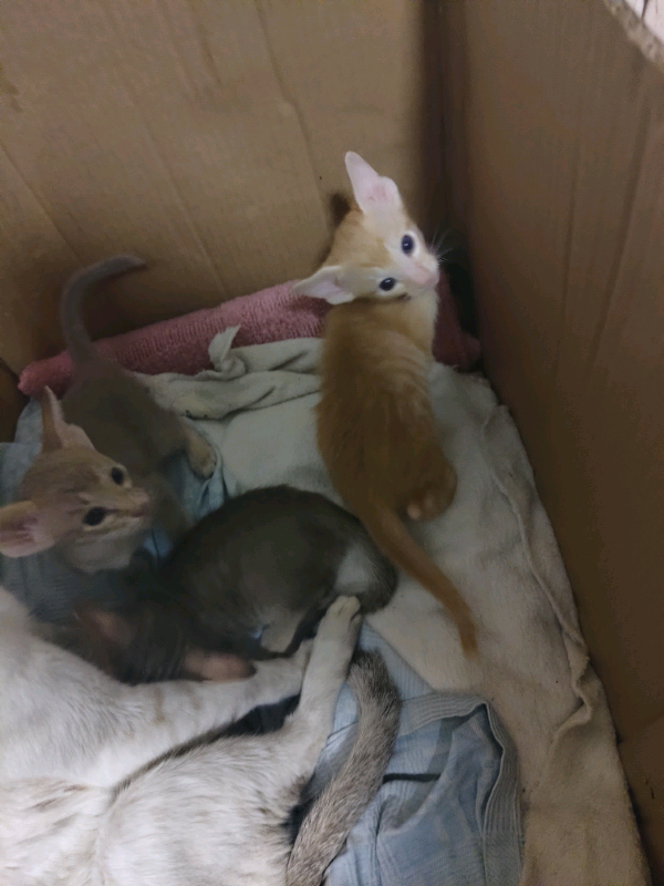 Lovely Ginger Oriental Kitten for sale in Norwich, Norfolk Gumtree