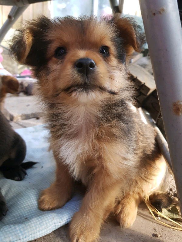 Miniature Jack Russell x Chihuahua puppies