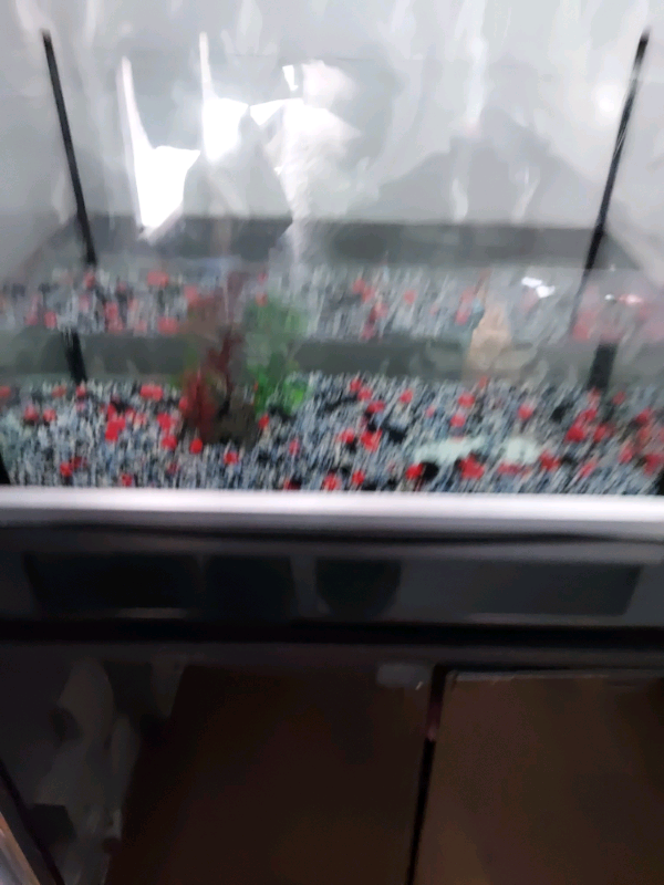Fishtank in Rotherham, South Yorkshire Gumtree