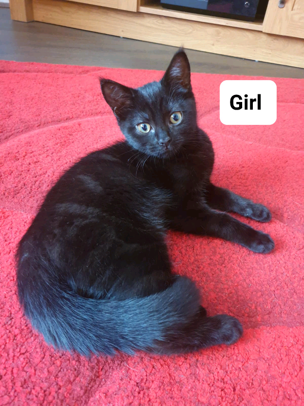 Beautiful Black Kittens for sale. in Hull, East Yorkshire Gumtree