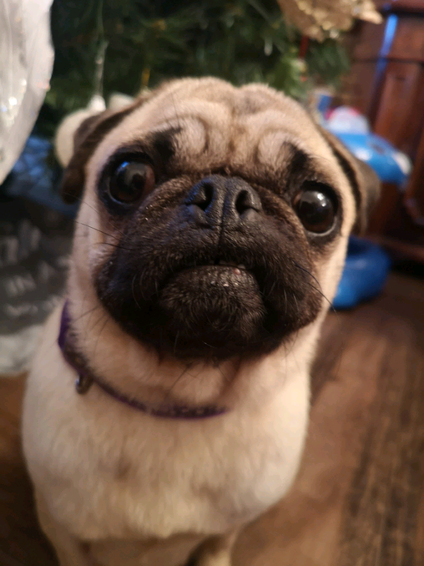Female Adult Pug for sale! in Middlesbrough, North Yorkshire Gumtree