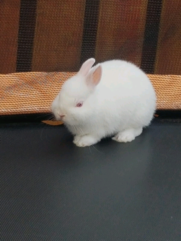 Wee rabbit needs a home in Oban, Argyll and Bute Gumtree