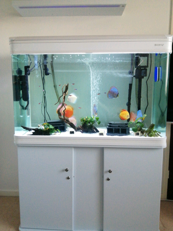 250 litre fish tank in Falkirk Gumtree
