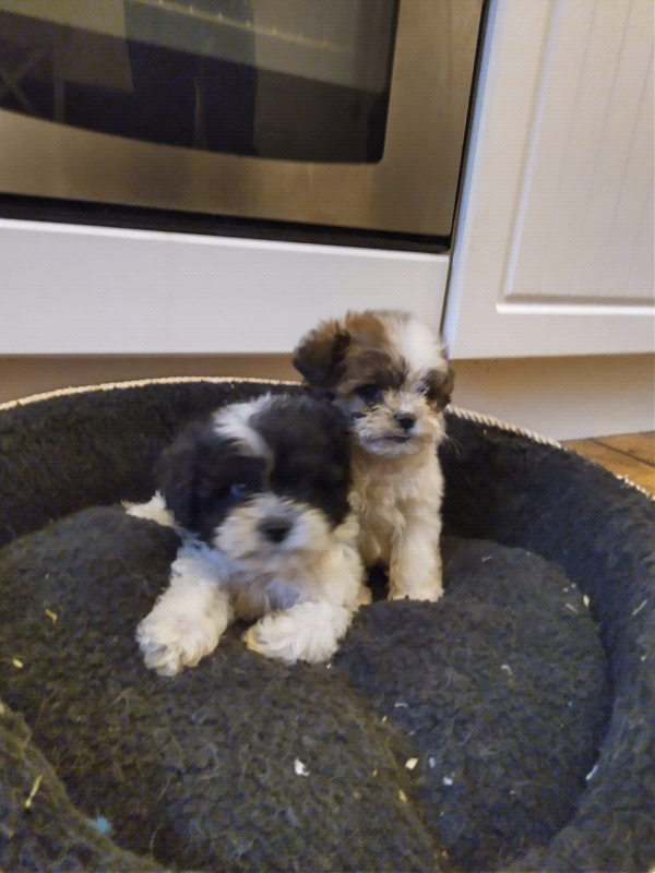 55 Shih Tzu Cross Poodle Black And White L2sanpiero