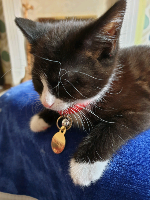 kitten for sale | in Winsford, Cheshire | Gumtree